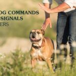 A dog standing next to its owner in a field while the owner uses a hand signal to command the dog to stay.