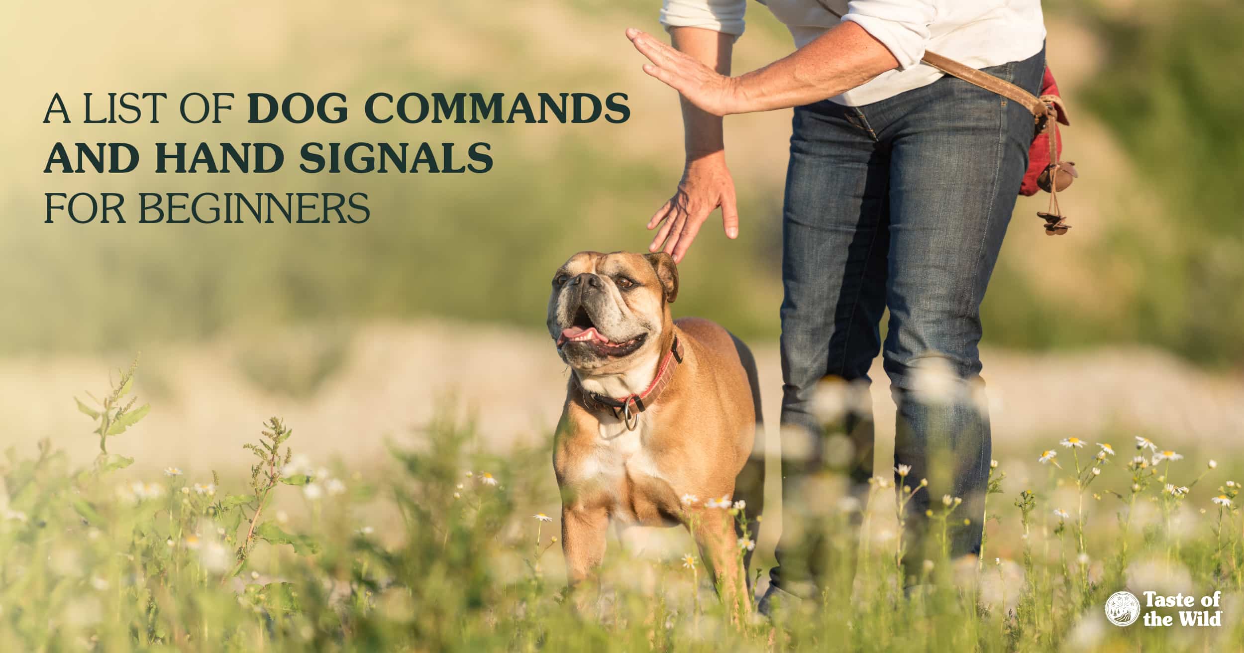 A dog standing next to its owner in a field while the owner uses a hand signal to command the dog to stay.