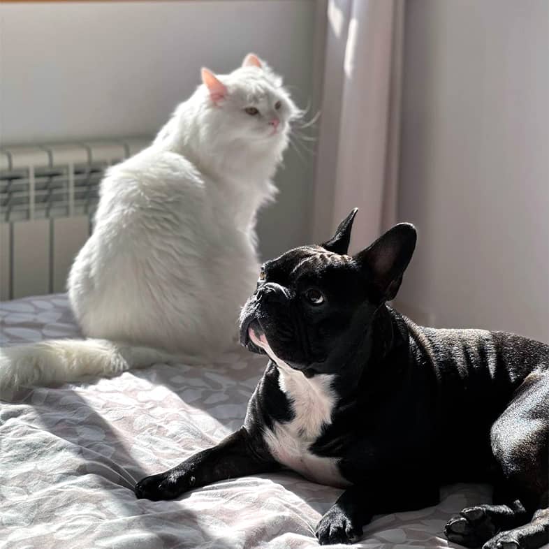 Fluffy white cat and a black French bulldog on a bed.