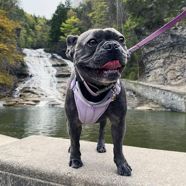 French bulldog standing on a rock in front of a waterfall.