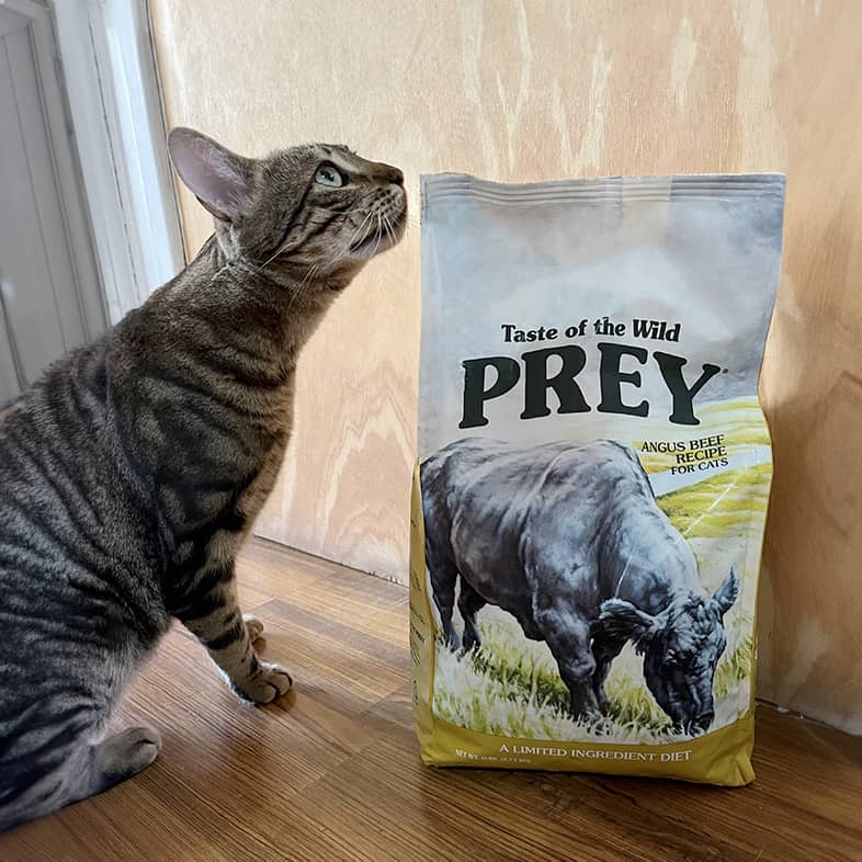 Gray striped cat sniffing at a Taste of the Wild PREY bag.