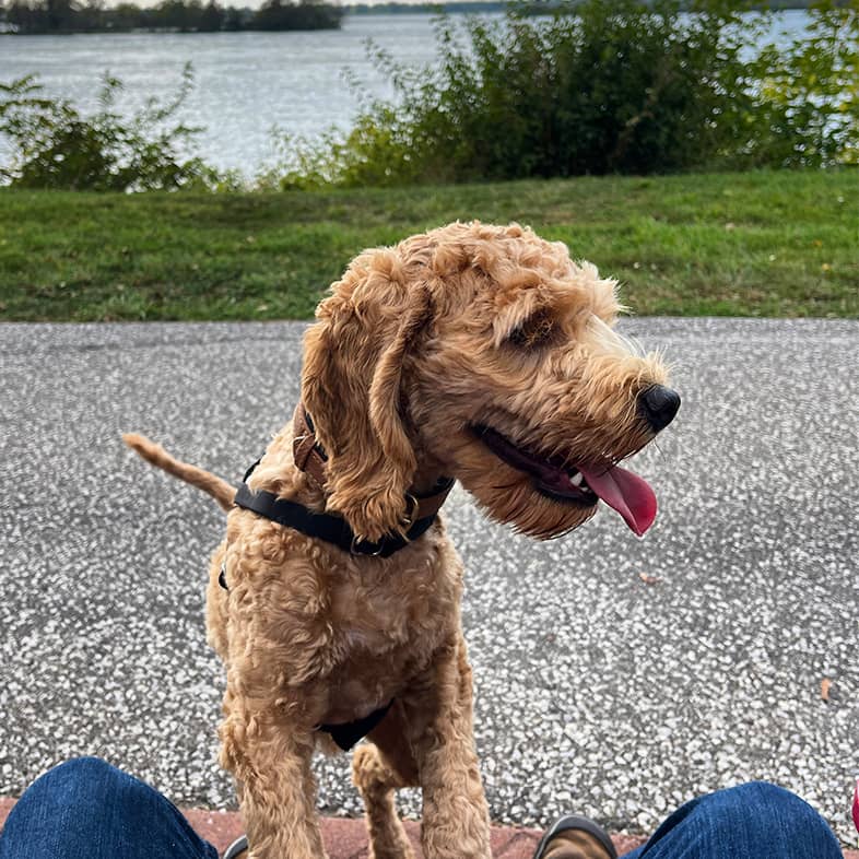 Miniature goldendoodle standing with front two paws propped up near a gravel path, grass and water.
