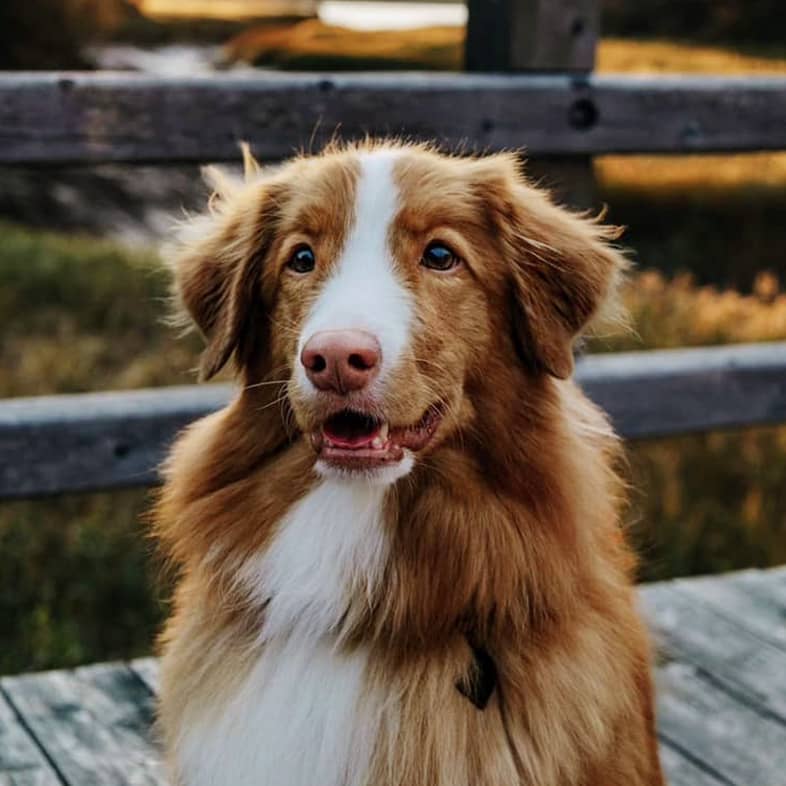 Nova scotia duck tolling retriever sitting and looking at the camera.