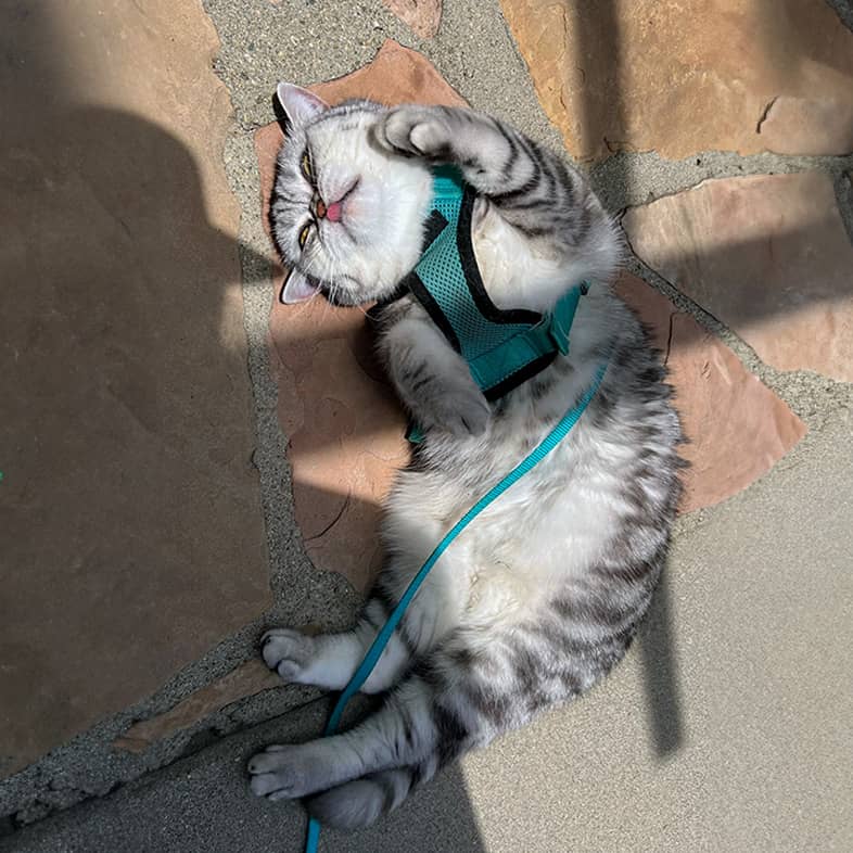 White and gray British shorthair cat wearing a teal harness lying on their back on the ground.