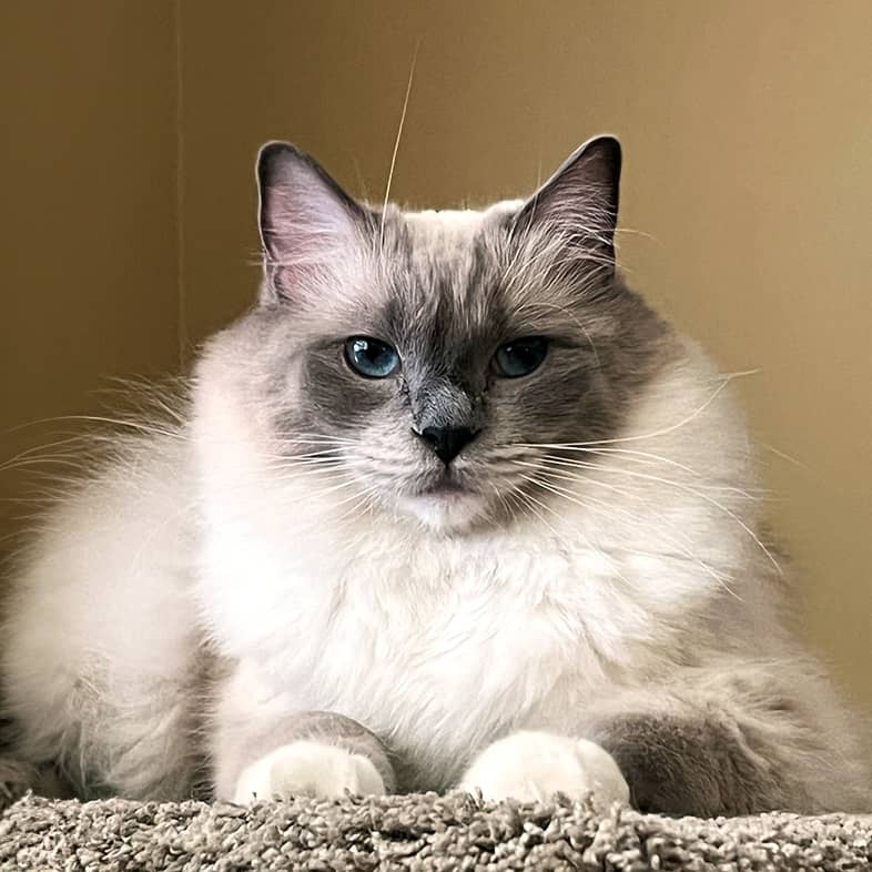 White and gray ragdoll cat lying down on a carpeted stair step and looking at the camera.