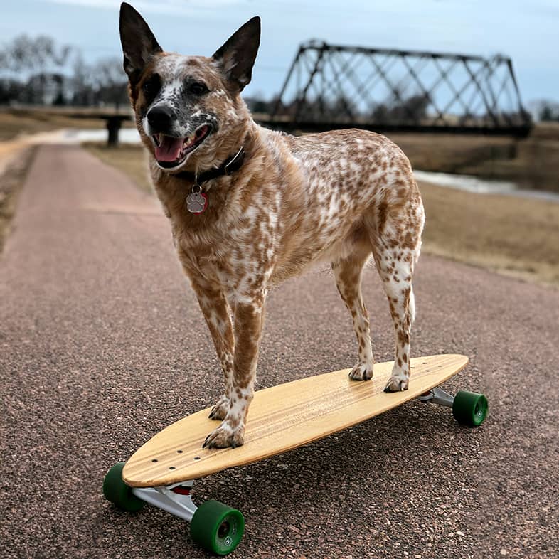 Australian cattle dog standing on small skateboard.