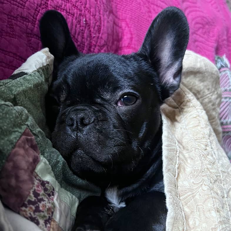 A black French bulldog puppy snuggled up in blankets.