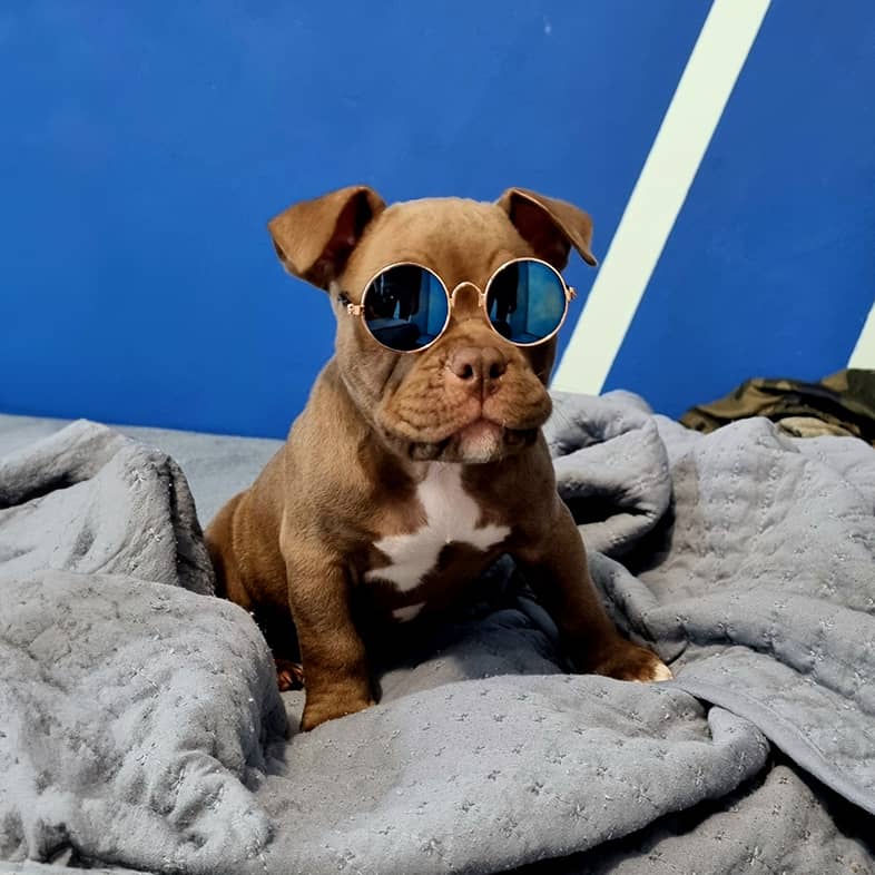 Bully puppy wearing round blue sunglasses sitting on a gray blanket in front of a blue wall.
