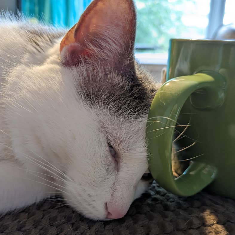 Close-up of a cat lying down with head pressed against a green mug.