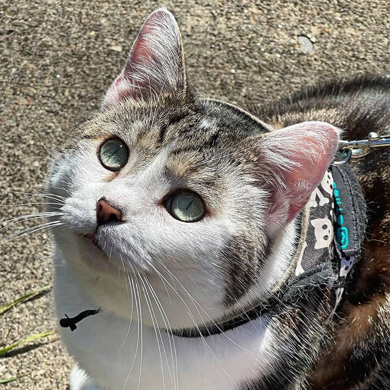 Close-up of a white, brown and black cat wearing a bandana while sitting down outside and looking up.