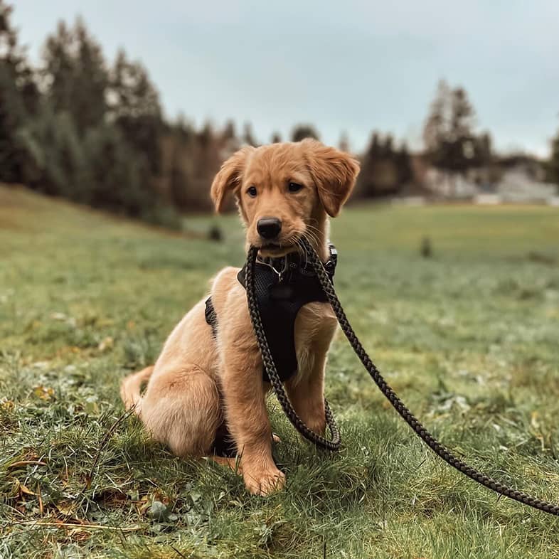 Golden retriever puppy wearing a black harness, sitting in the grass and holding a dark leash in his mouth.