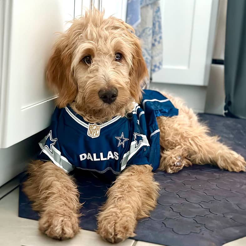 A goldendoodle wearing blue football jersey lying down.