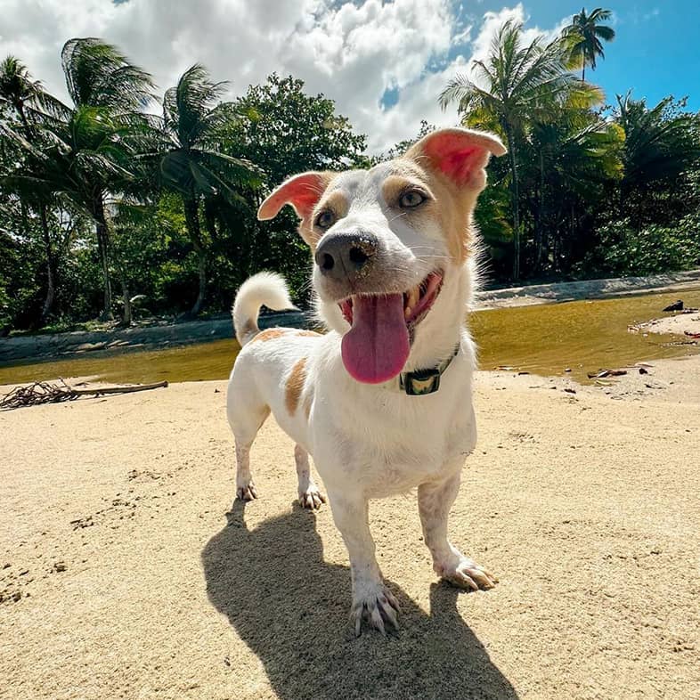 Jack Russell terrier mix standing on a beach in front of palm trees.