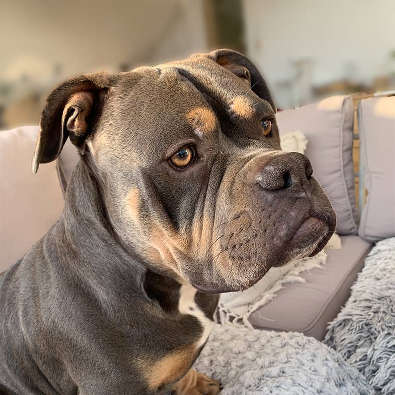 A pocket bully sitting on a brown couch.