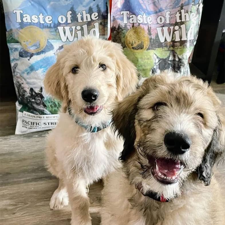 Two Great Pyrenees poodle mix dogs sitting in front of Taste of the Wild bags.