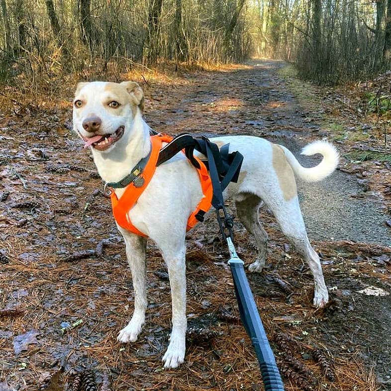 A white and brown mixed breed dog wearing a neon orange harness and standing on a running trail.