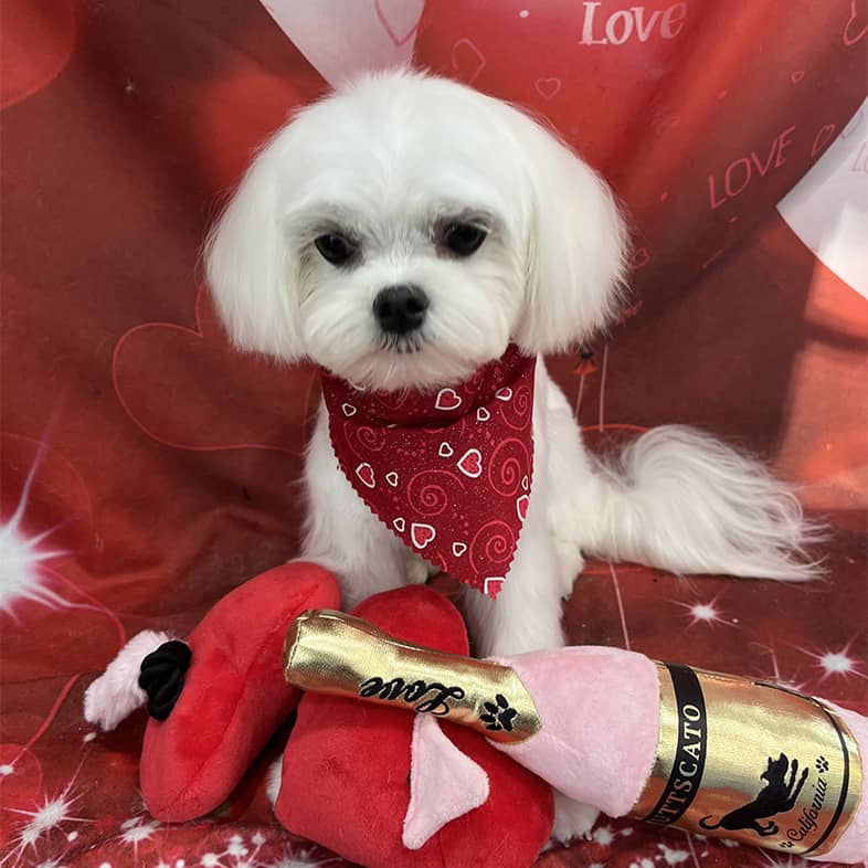 White Maltese wearing a red heart bandana and sitting with plush toys in front of a Valentine's backdrop.