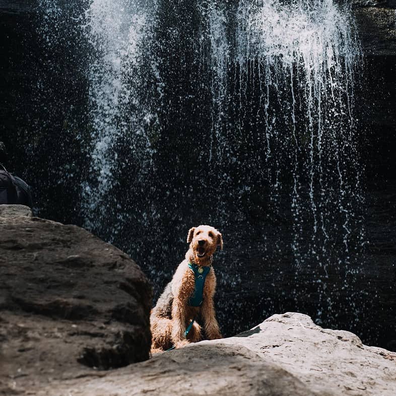 An Airedale terrier stands on dark rocks in front of a tall waterfall.