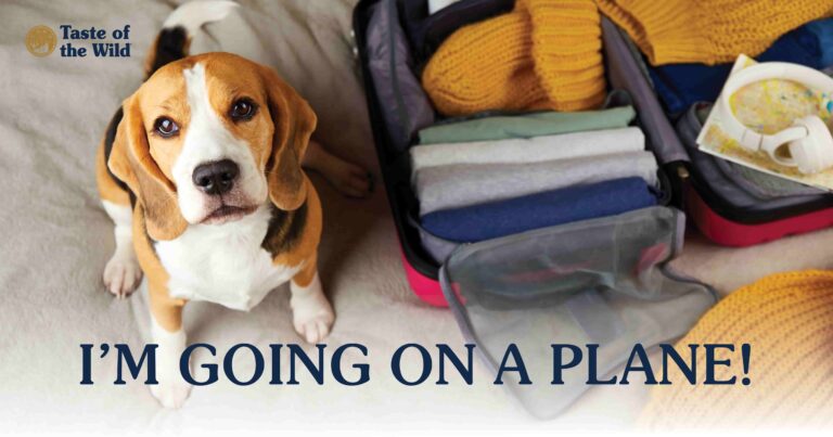 A beagle sitting on a bed next to an open suitcase filled with clothes.