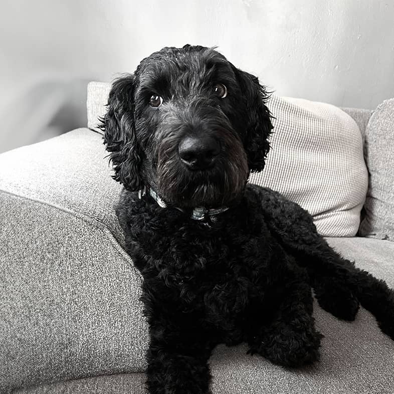 Black Aussiedoodle lying down on gray couch and looking to the left.