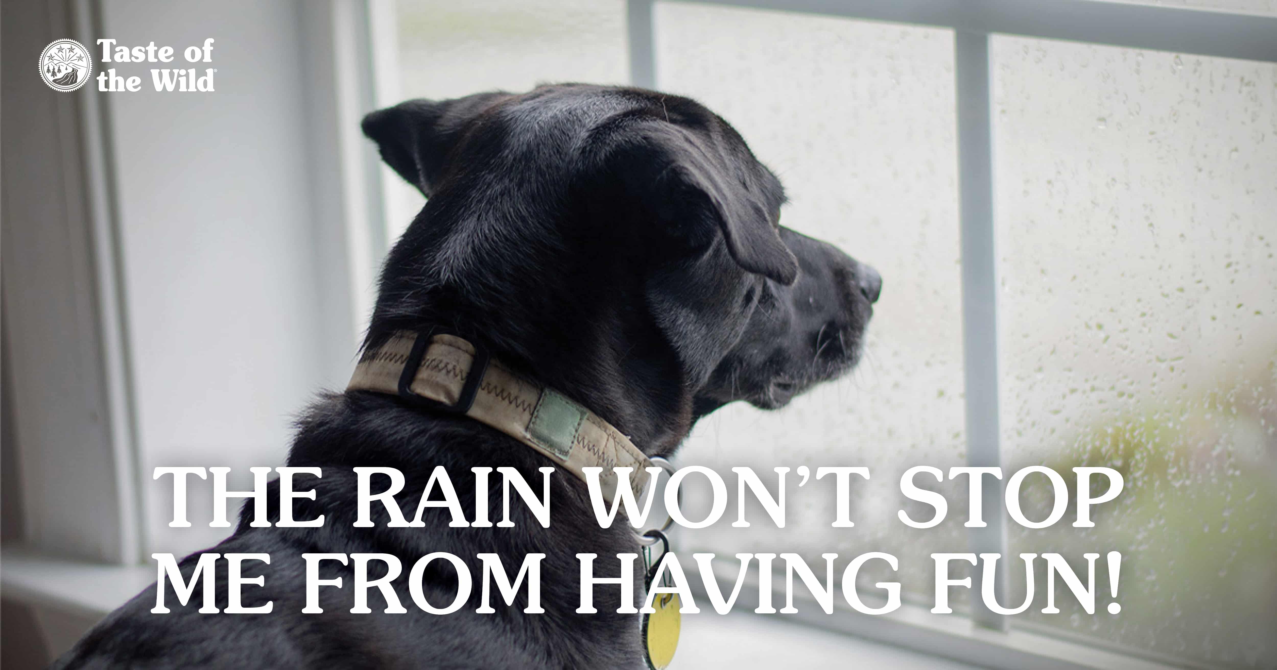 A black dog looking out a window while it’s raining outside.