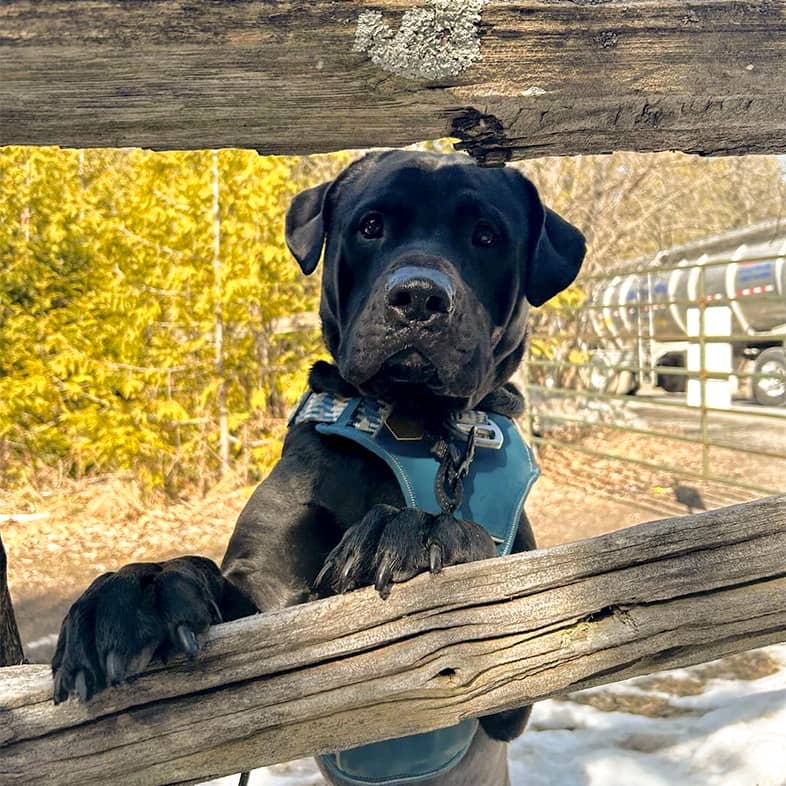 A black mixed breed dog wearing a teal harness stands behind a wooden fence.