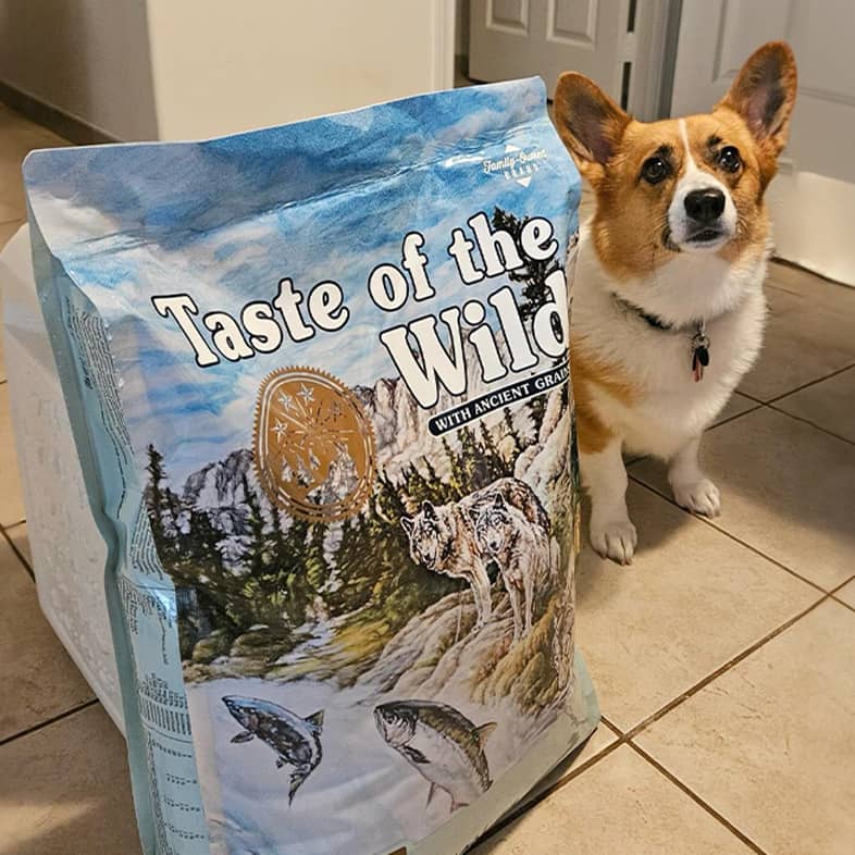 A corgi stands on the right of a blue Taste of the Wild dog food bag.