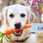 A close-up of a dog holding a freshly grown carrot in its mouth.
