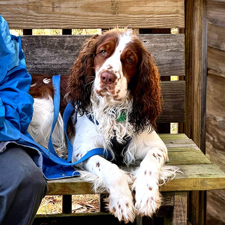 An English springer spaniel lying down on a wooden bench and tilting their head.