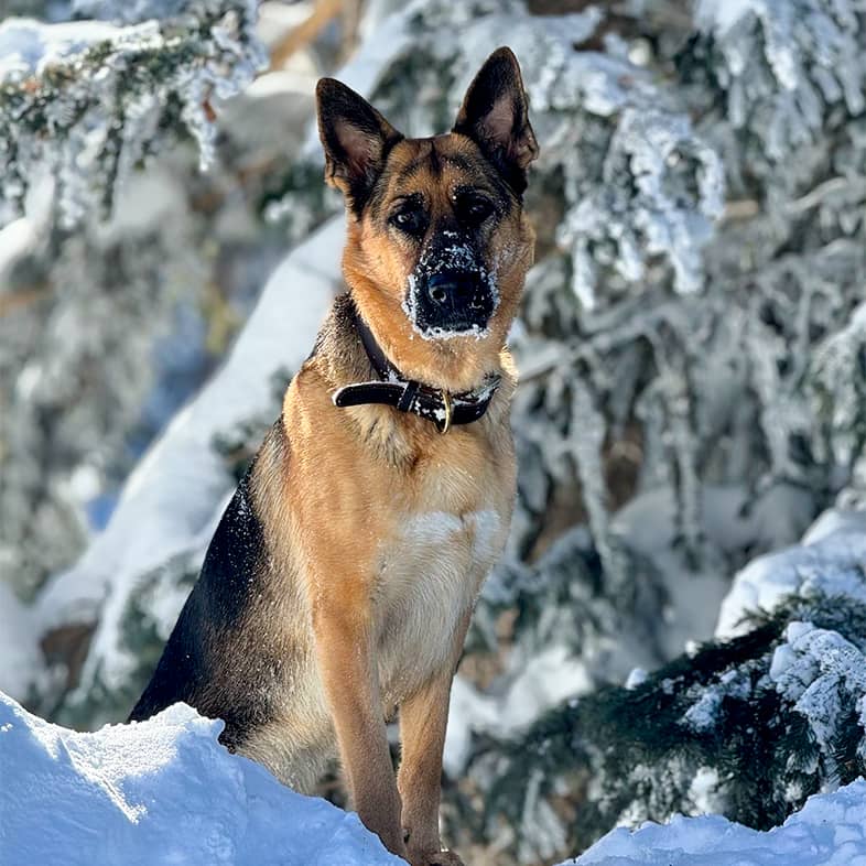 A German shepherd stands in a snowy forest tilting their head.