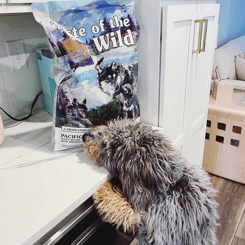 A gray Bernedoodle reaching onto a kitchen counter to sniff a Taste of the Wild bag.