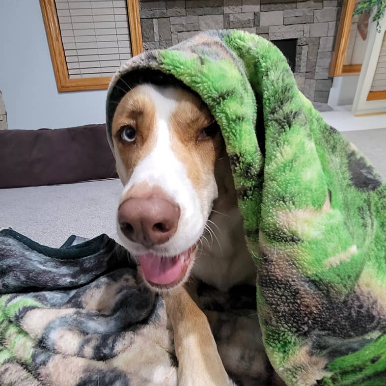 Mixed breed dog lying down with green patterned blanket on their head.