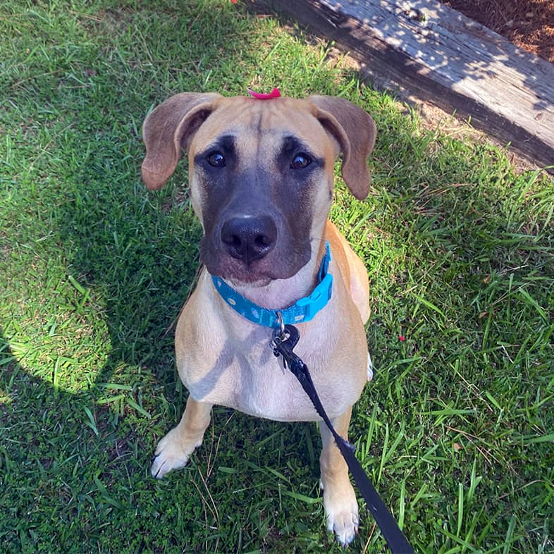 A mountain cur lab mix dog wearing a blue collar with a pink flower petal on their head sitting in the grass while looking up.