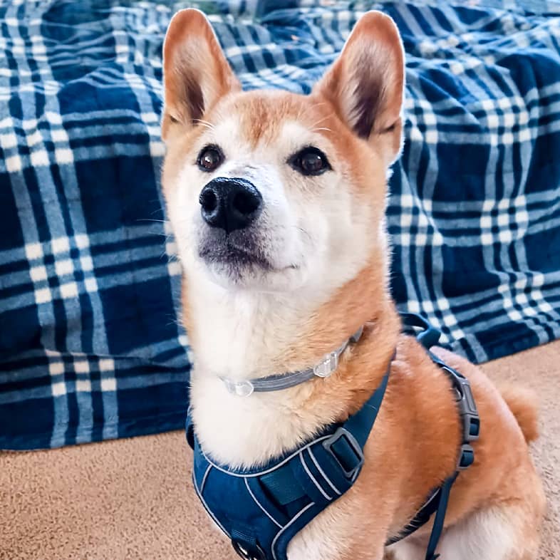 A shiba inu wears a blue harness and sits in front of a blue checkered bed.