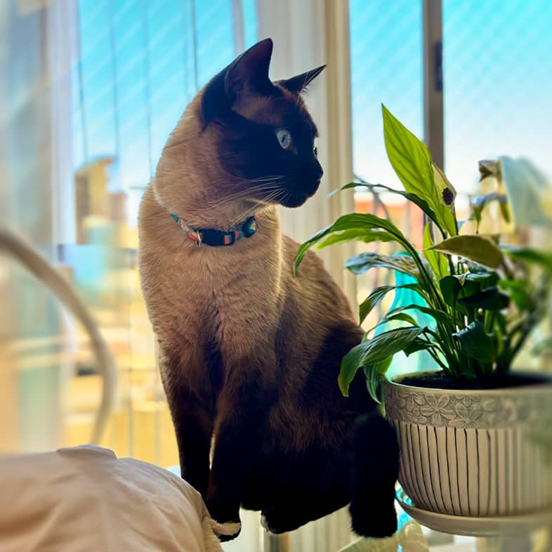 A Siamese cat sits on a glass table next to a potted plant and in front of a window.