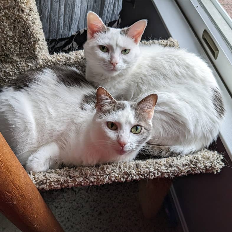 Two white cats lying down in a cat tree together next to a window and looking up.