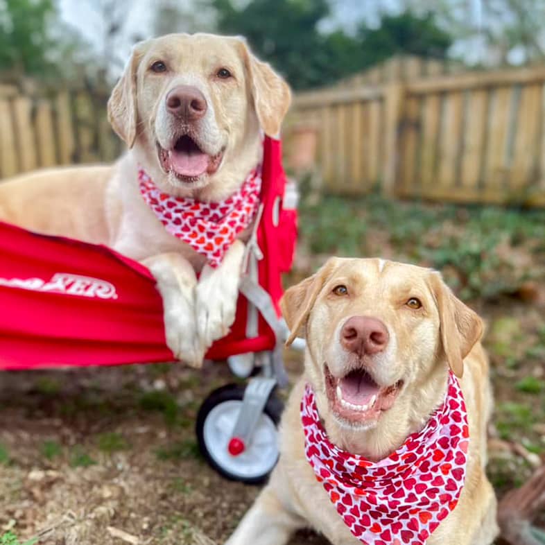 Two yellow Labrador retrievers wear heart print bandanas. One is in a red wagon while the other is lying down on the grass.