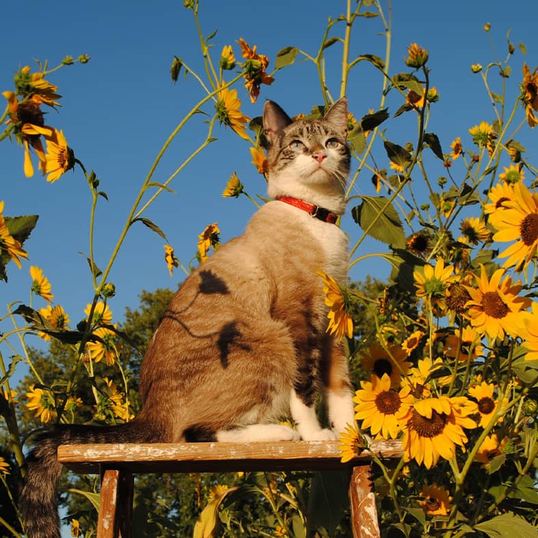 A white and brown cat sitting on a wooden ladder in a sunflower field.