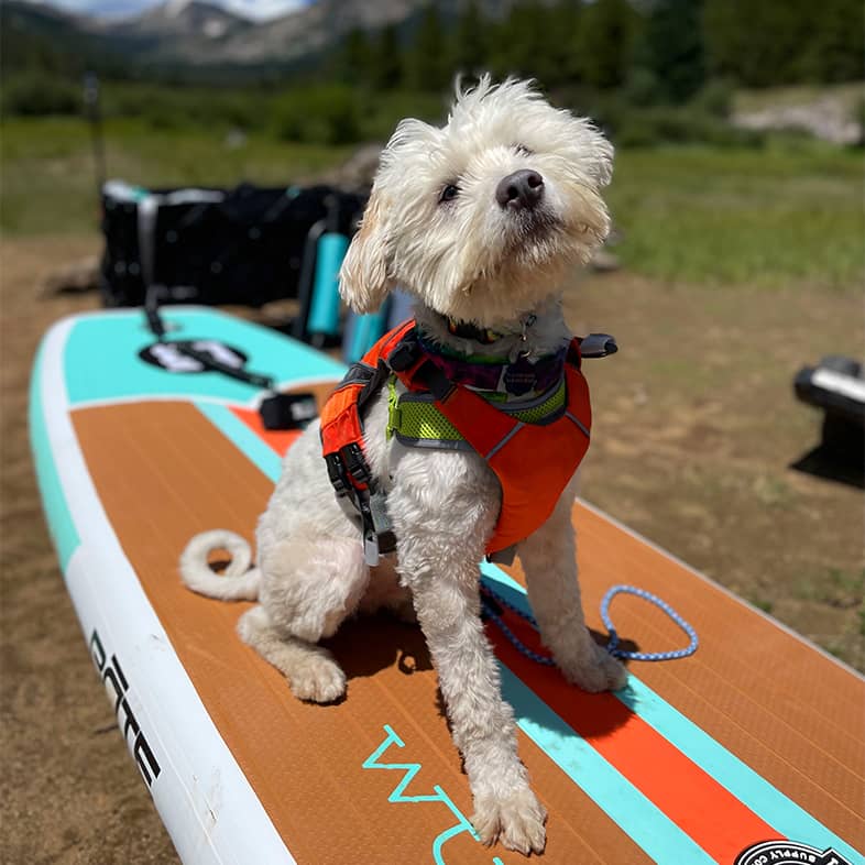 A white poodle mix wearing an orange life vest and sitting on a paddleboard.