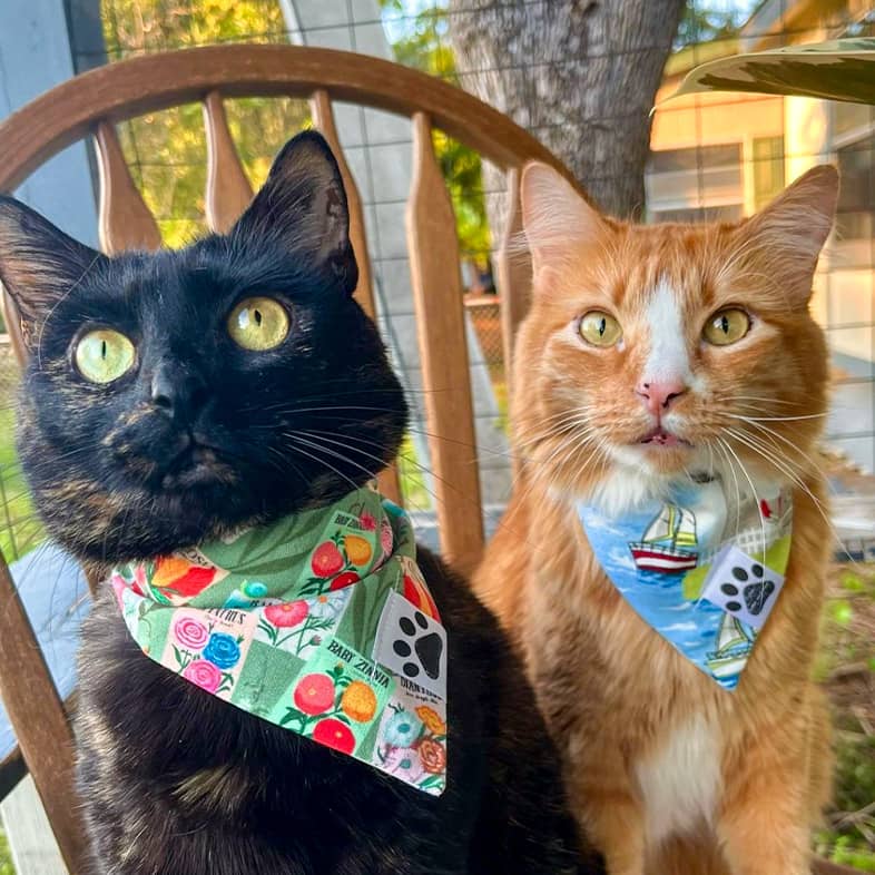 A black cat and orange tabby cat sit on a wooden chair wearing colorful bandanas.