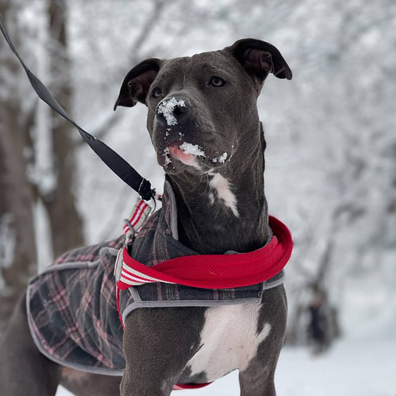 A black mixed breed dog wearing a plaid jacket and standing in the snow.