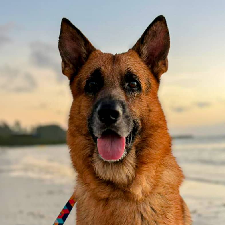 A close-up of a German shepherd sitting on a beach.