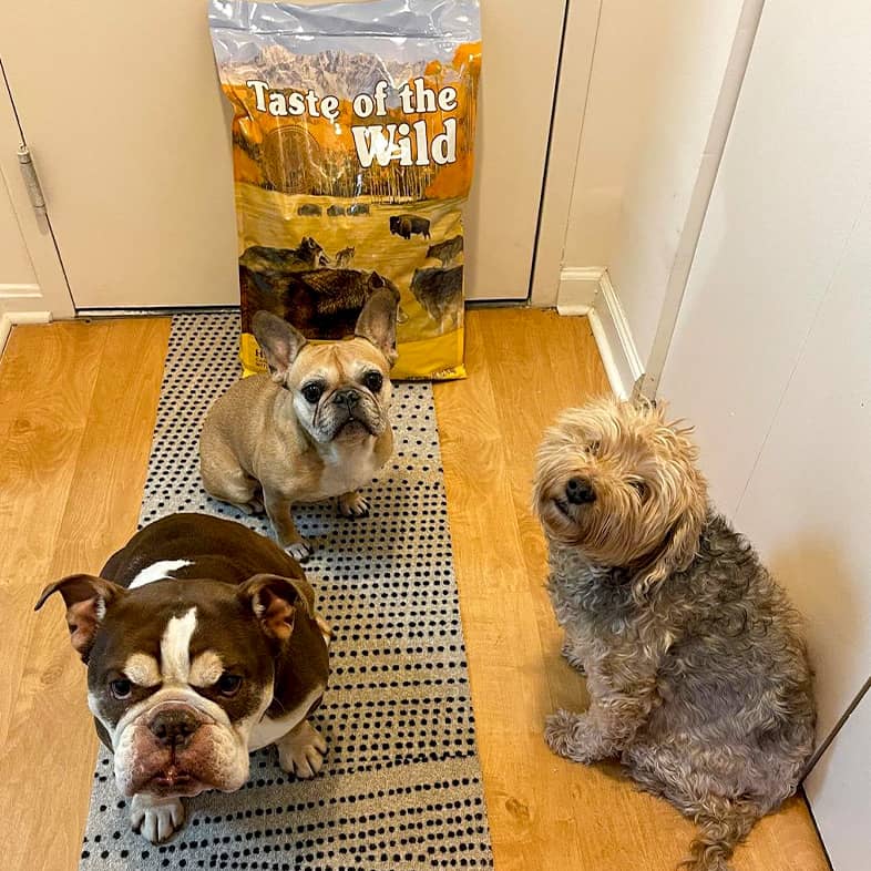 A French bulldog, English bulldog and Yorkiepoo sitting in front of a Taste of the Wild dog food bag and looking at the camera.
