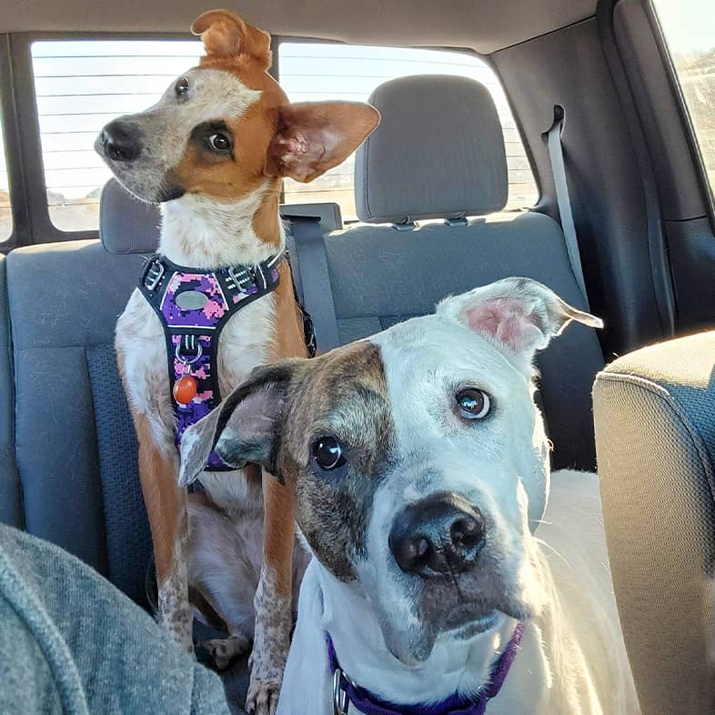 Two mixed breed dogs sitting in the backseat of a car and tilting their heads.