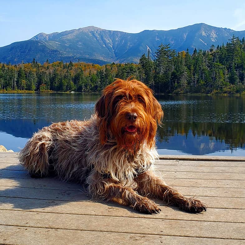 A wirehaired pointing griffon lies down on a wooden deck in front of a lake, forest and mountains.