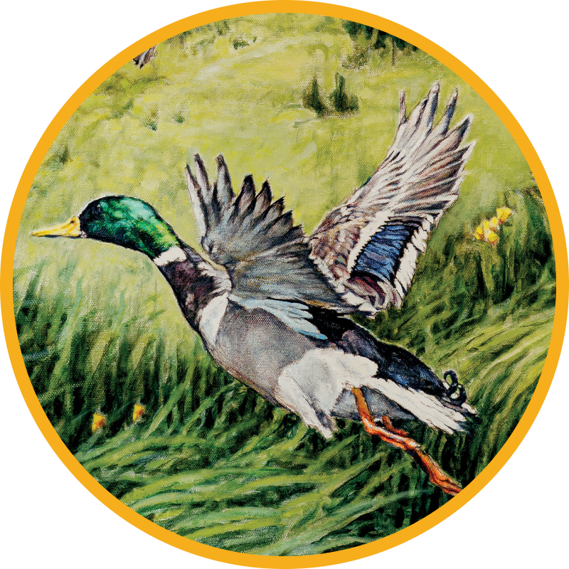 Painting of Ducks Flying