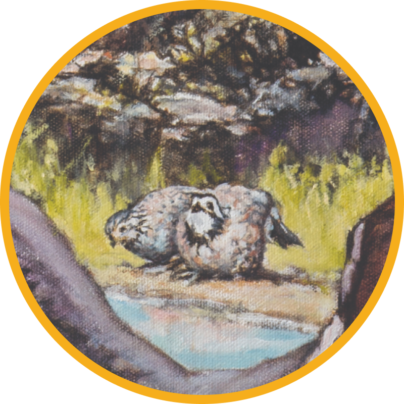 Painting of Quail