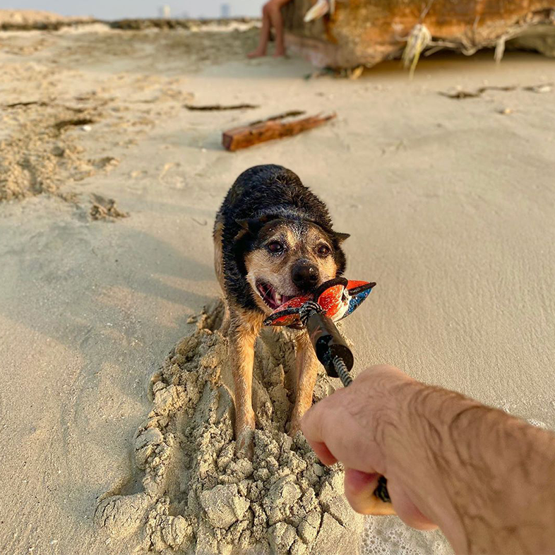 Australian Cattle Dog at the Beach | Taste of the Wild