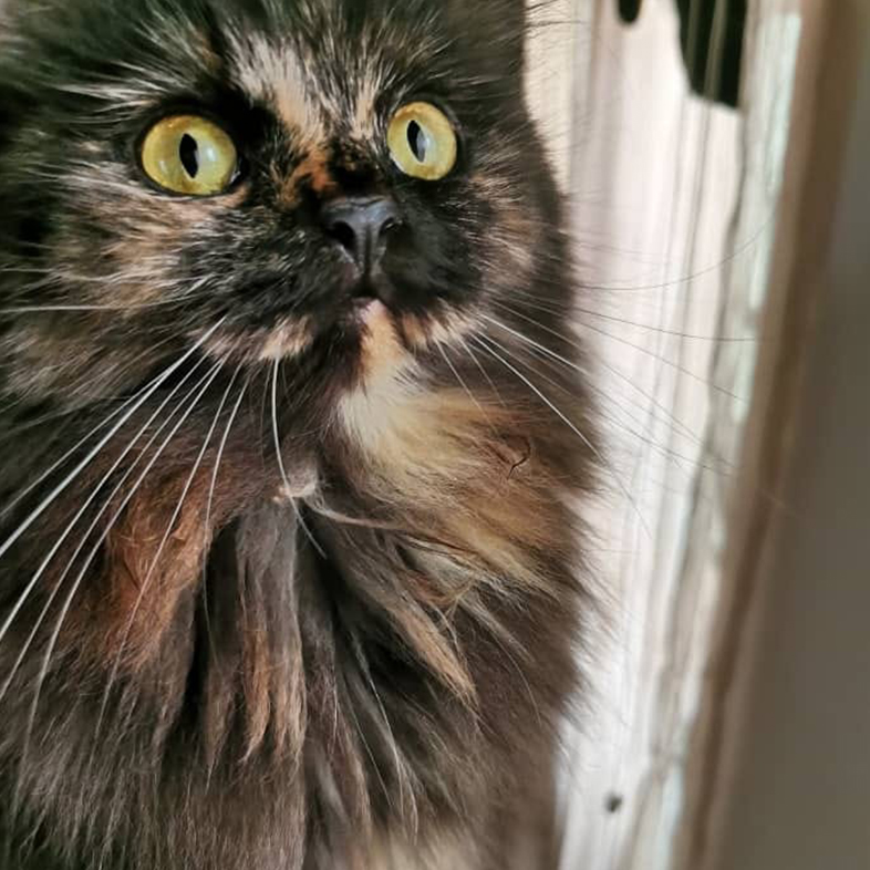 Black Cat | Taste of the Wild