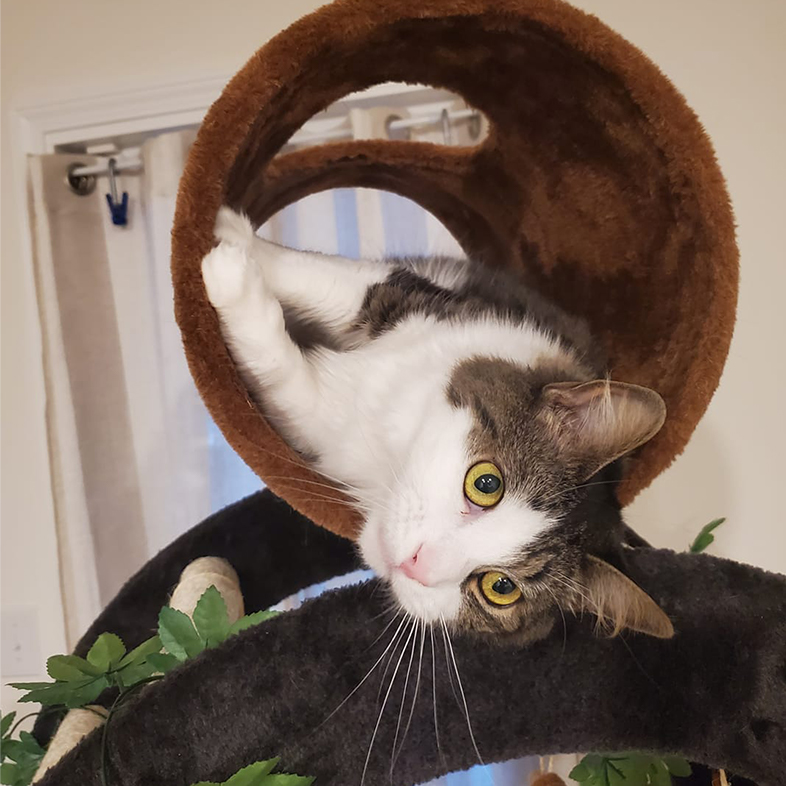 Cat on a Play Tower | Taste of the Wild